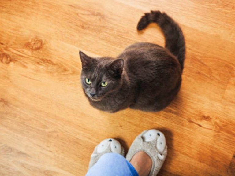 How To Train A Cat To Come When Called In 4 Easy Steps