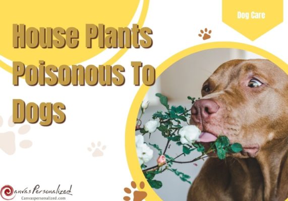 26 Common House Plants Poisonous To Dogs You Should Avoid