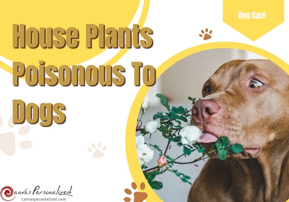 26 Common House Plants Poisonous To Dogs You Should Avoid 31 26 Common House Plants Poisonous To Dogs You Should Avoid