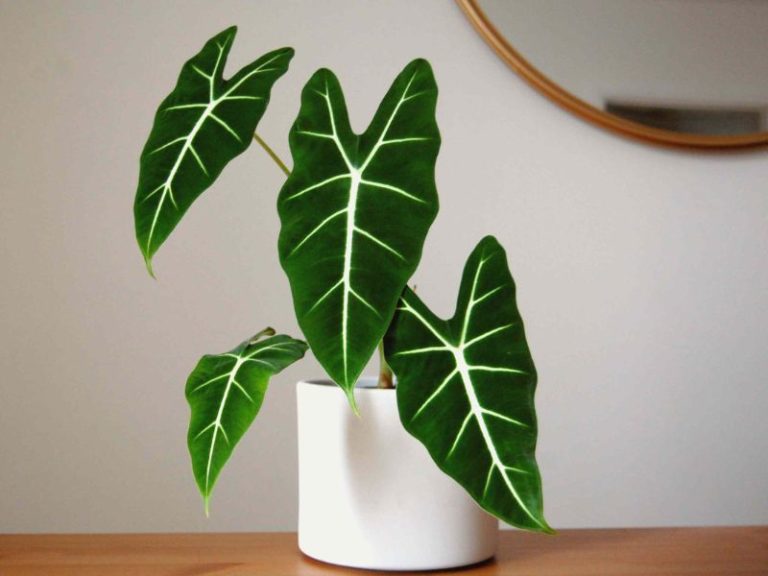 Protect Your Pup 26 Common House Plants Poisonous To Dogs