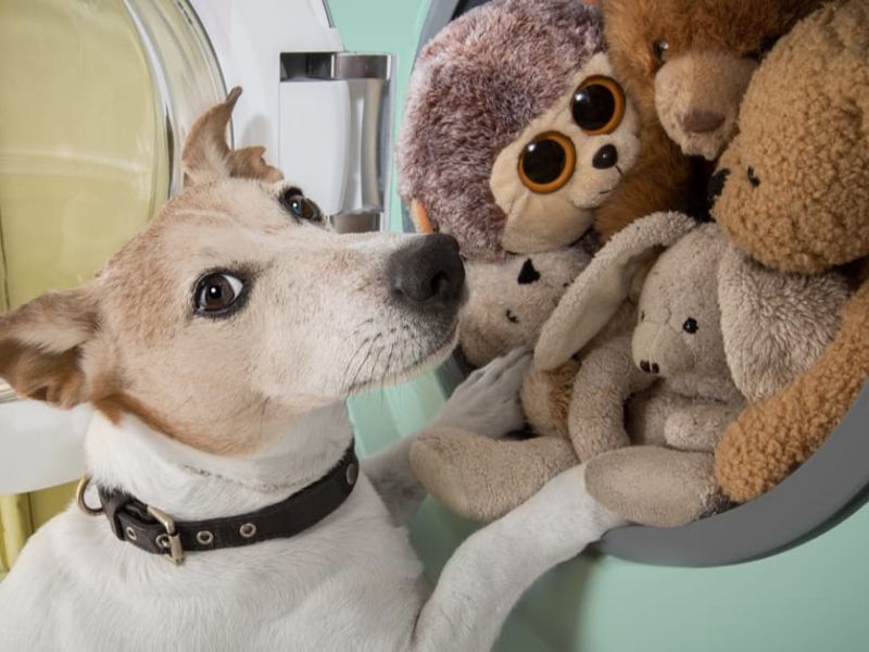 Top 40 Helpful Dog Care Tips For A Healthy And Happy Pet 46 Regularly Wash Your Dog'S Toys And Things
