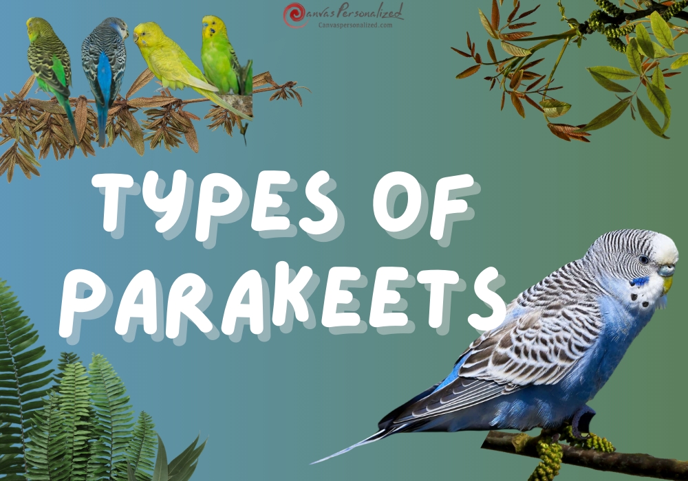 Types Of Parakeets