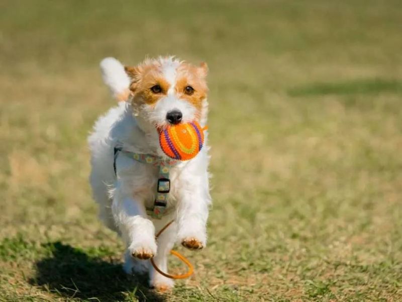 Top 14 Types Of Doodle Dog Breed: The Ultimate Guide 34 Jackapoo Breed'S Overview