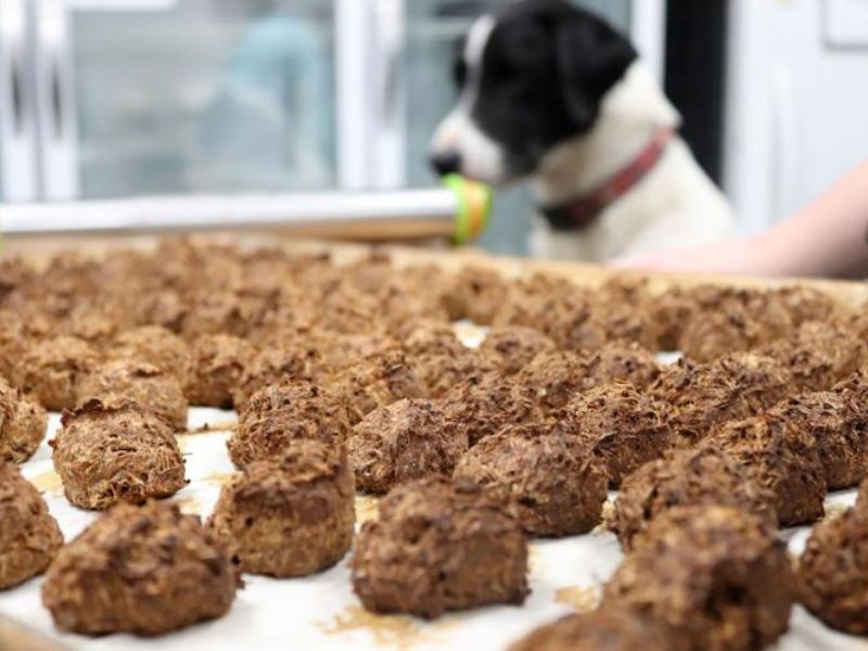 4 Easy Spent Grain Dog Treats With Easy-To-Follow Guides 16 What Are Spent Grain Dog Treats?