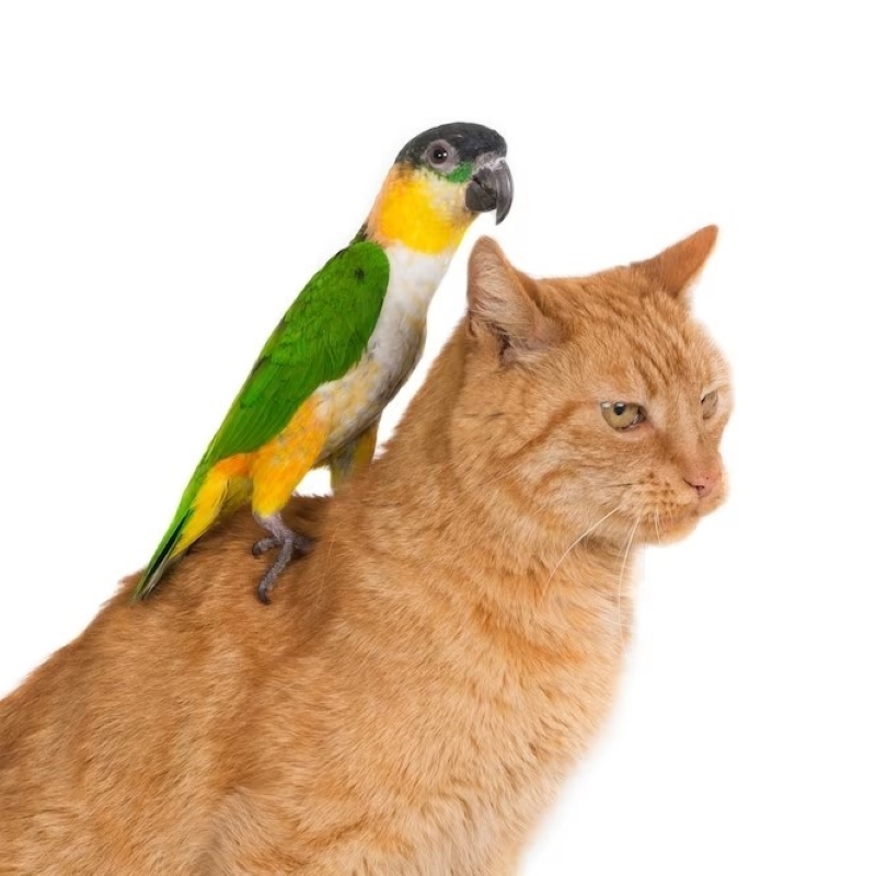 Can Cats And Birds Live Together: Best Tips For Harmony 5 Can Cats And Parrots Live Together