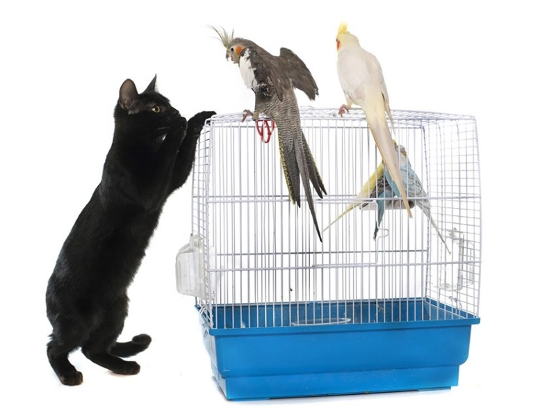 Can Cats And Birds Live Together: Best Tips For Harmony 6 Can Birds And Cats Live Together