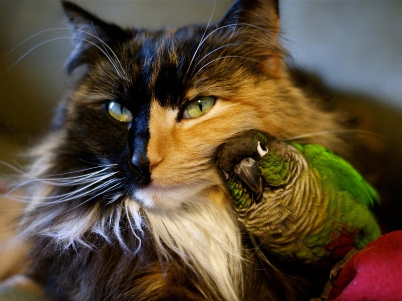 Can Cats And Birds Live Together: Best Tips For Harmony 7 Can Cats And Birds Live Together
