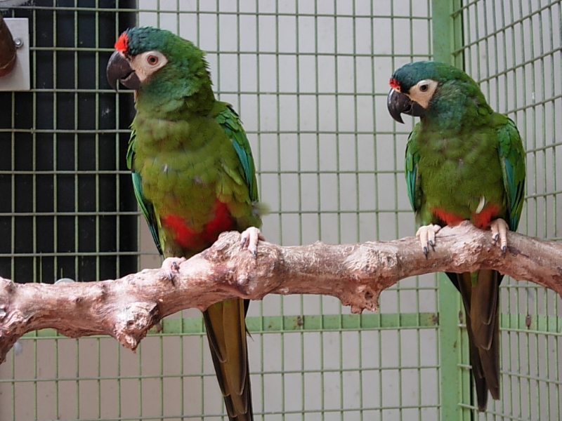 10 Popular Types Of Macaws That Make Great Pets 26 Illiger'S Macaws - Types Of Macaws As Pets