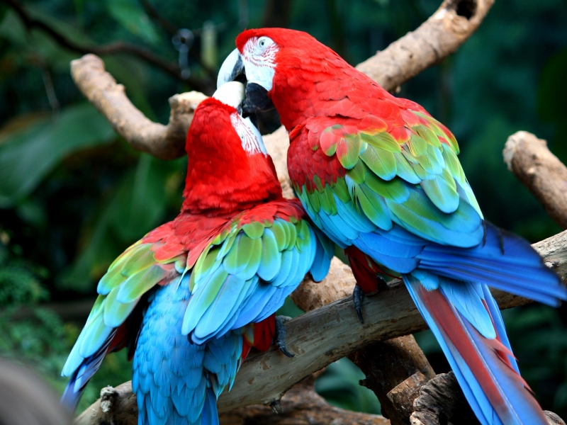 10 Popular Types Of Macaws That Make Great Pets 27 Greenwing Macaws - Breeds Of Macaws