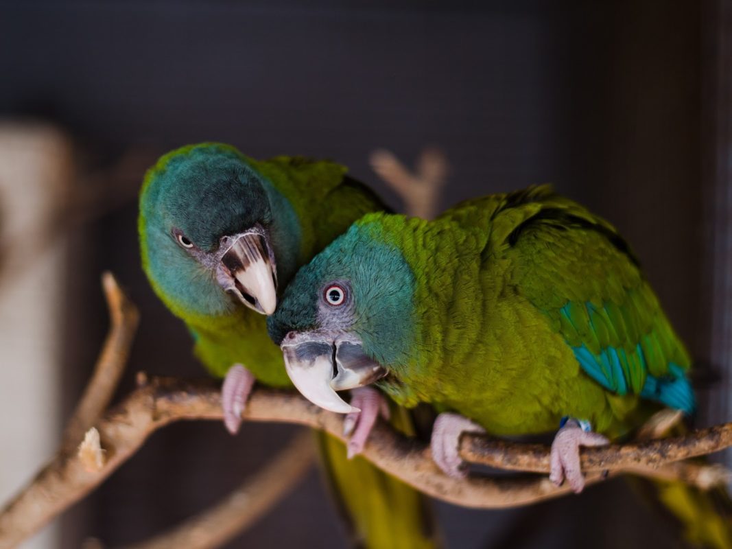 10 Popular Types Of Macaws That Make Great Pets 28 Blue-Headed Macaw - Best Macaws As Pets