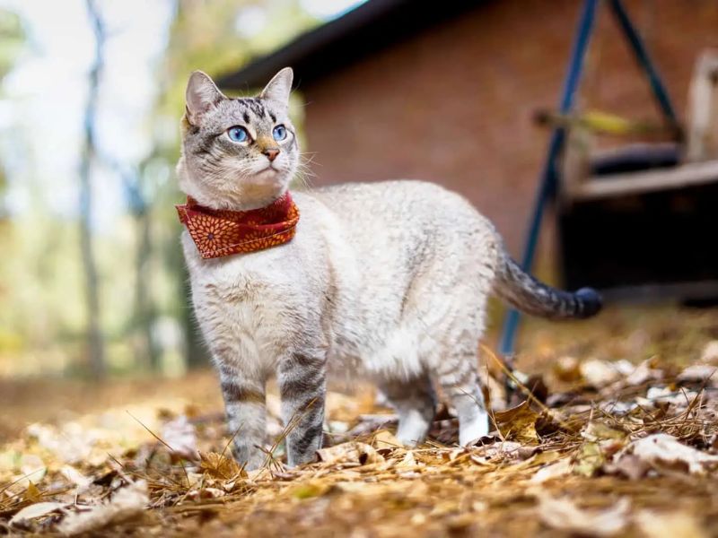 Lynx Point Siamese: Profile, Personality &Amp; How To Care 23 Many Cats Have A Playful Spirit And Unique Appearance