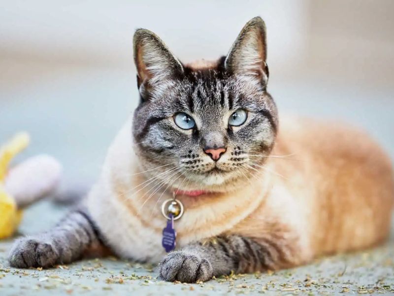Lynx Point Siamese: Profile, Personality &Amp; How To Care 15 The Rarest Lynx Point Colorpoint Shorthair With Blue Eyes