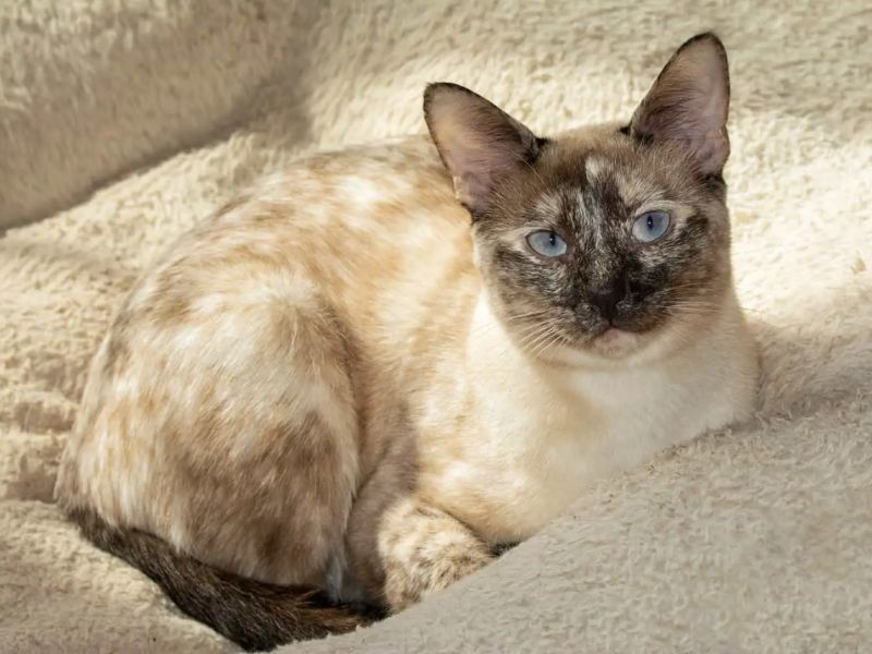 Lynx Point Siamese: Profile, Personality &Amp; How To Care 22 Lynx Point Siamese Is The Relaxed Cat