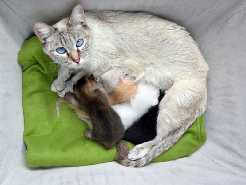 Lynx Point Siamese: Profile, Personality &Amp; How To Care 24 They Are Dog Like That Need Good Living Situations