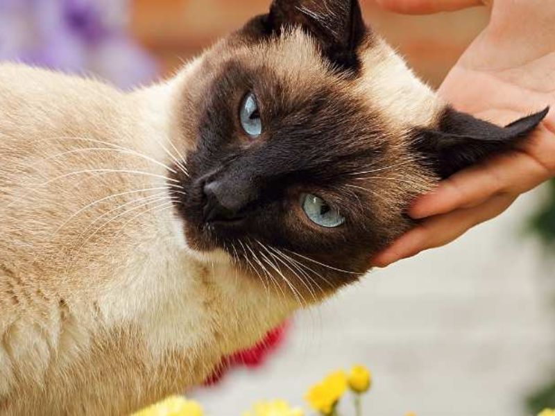 Lynx Point Siamese: Profile, Personality &Amp; How To Care 18 Giving Proper Care To The Lynx Point Siamese