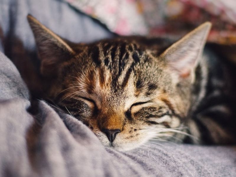 Lynx Point Siamese: Profile, Personality &Amp; How To Care 21 Pet Owners Should Visit The Vet Commonly
