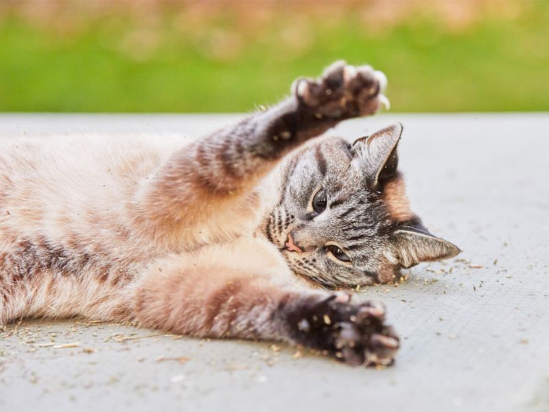 Lynx Point Siamese: Profile, Personality &Amp; How To Care 19 Lynx Points - Do Not Make Your Feline Friend Low Maintenance Cat