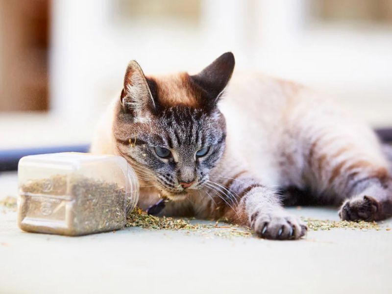Lynx Point Siamese: Profile, Personality &Amp; How To Care 20 The Siamese Breed Is A Healthy Breed - Lynx Point Siamese