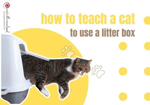 How To Train A Cat To Use A Litter Box