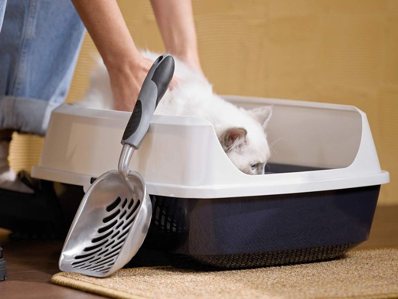 How To Train A Cat To Use A Litter Box In 3 Effective Steps? 13 How To Litter Train An Outdoor Cat?