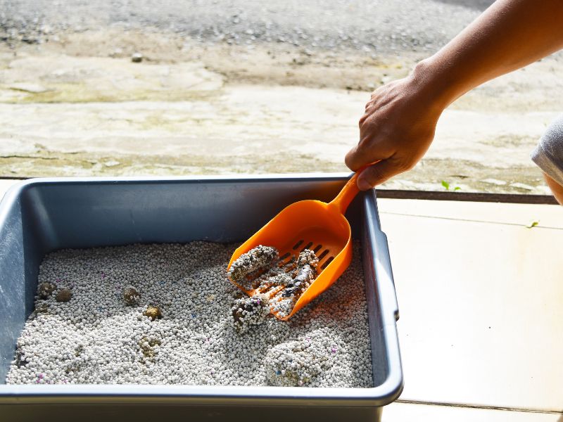 how to train a cat to use a litter tray tips