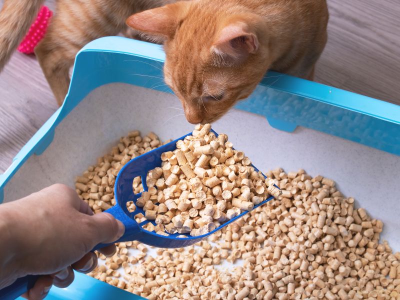 how to train a cat to use a litter box guide