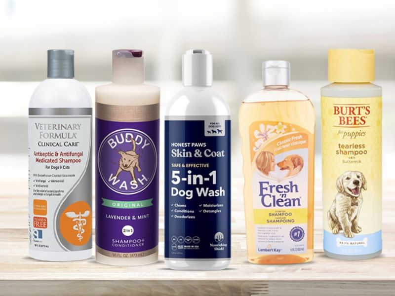 The Best 10 Antifungal Dog Shampoos For Dog's Skin Healthy