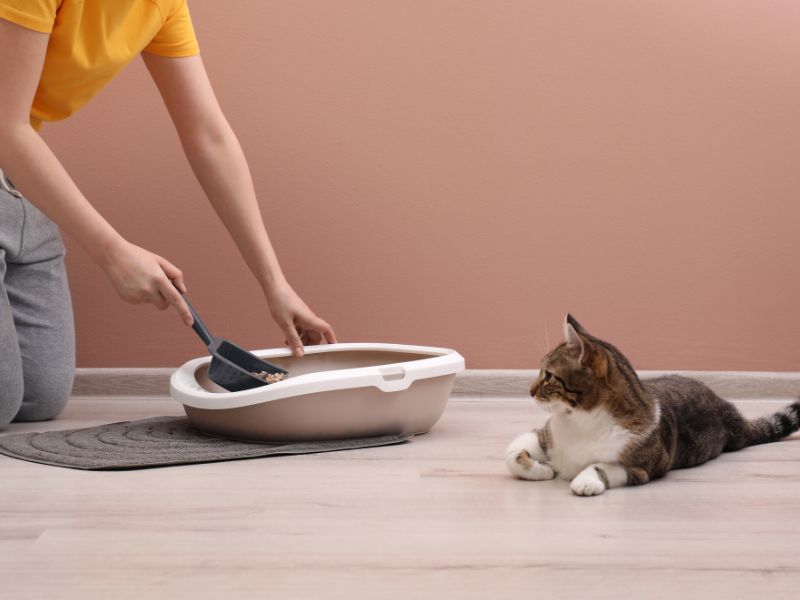 how to train a kitten to use a litter box step 1