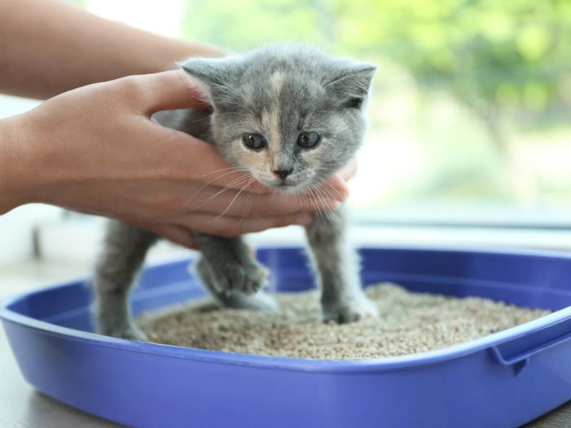 Tips on how to train a cat to use a litter box