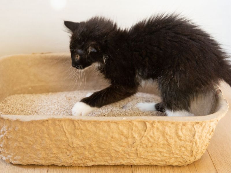 how to train a cat to use a litter box step 3