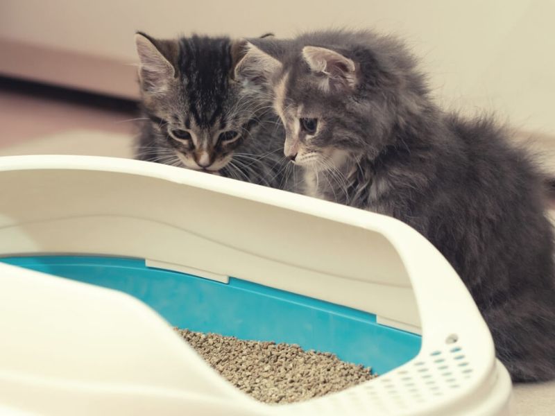 Tips to train a kitten to use a litter box