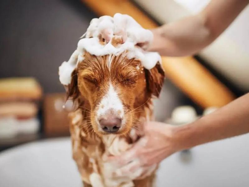 Best 10 Natural Antifungal Dog Shampoos For Dog'S Skin Healthy 34 Easy To Use Dog Shampoos