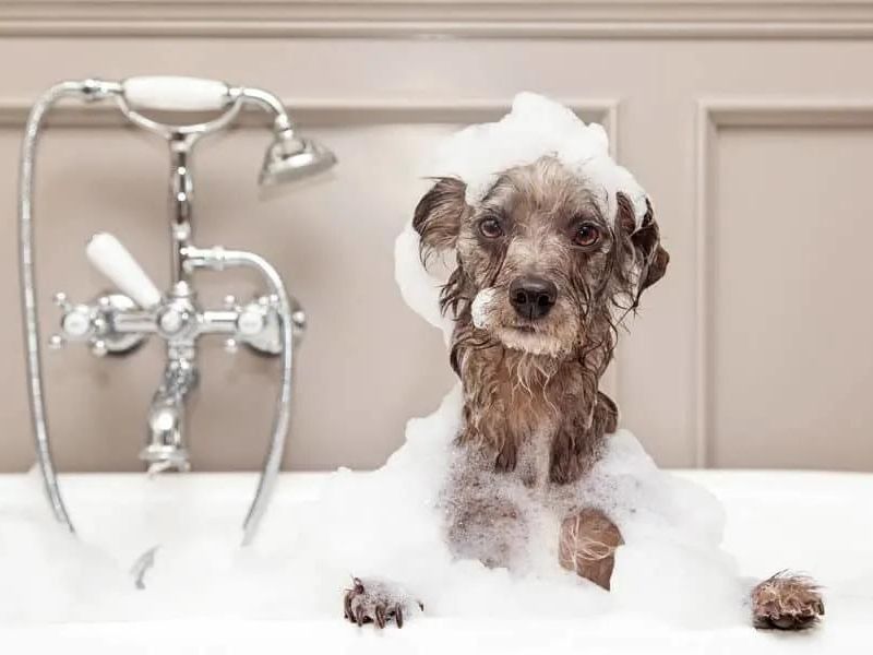Best 10 Natural Antifungal Dog Shampoos For Dog'S Skin Healthy 19 Medicated Pet Shampoo