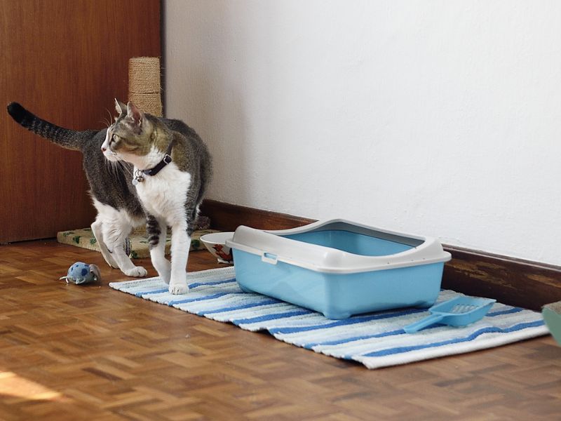 How To Train A Cat To Use A Litter Box In 3 Effective Steps? 21 Buy More Than One Box To Find Which Cats Prefer