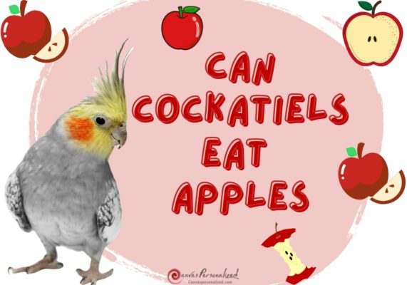 Can Cockatiels Eat Apples
