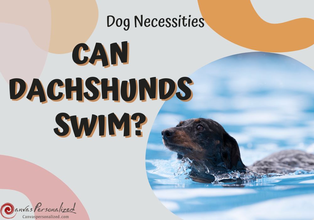 Can Dachshunds Swim? Discover The Truth &Amp; Tips You Need To Know 23 Can Dachshunds Swim? Discover The Truth &Amp; Tips You Need To Know