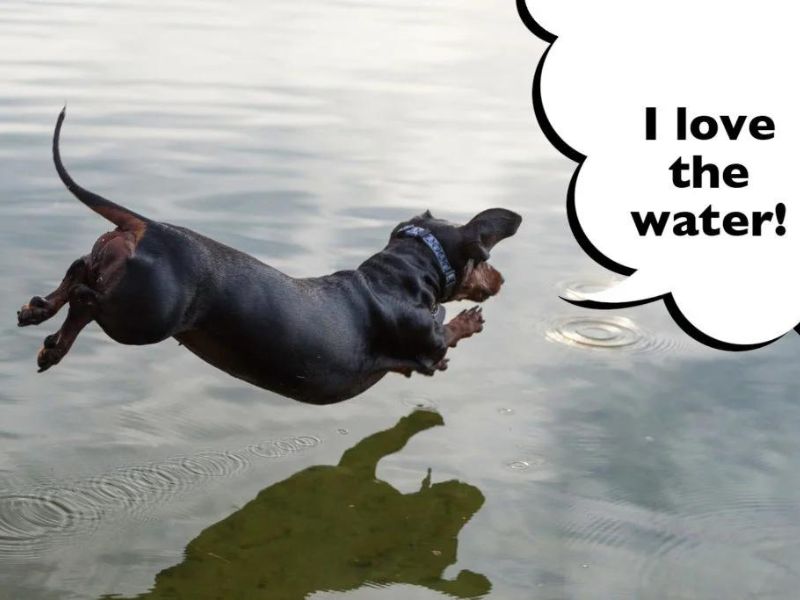 Can Dachshunds Swim? Discover The Truth &Amp; Tips You Need To Know 24 Can Dachshunds Swim