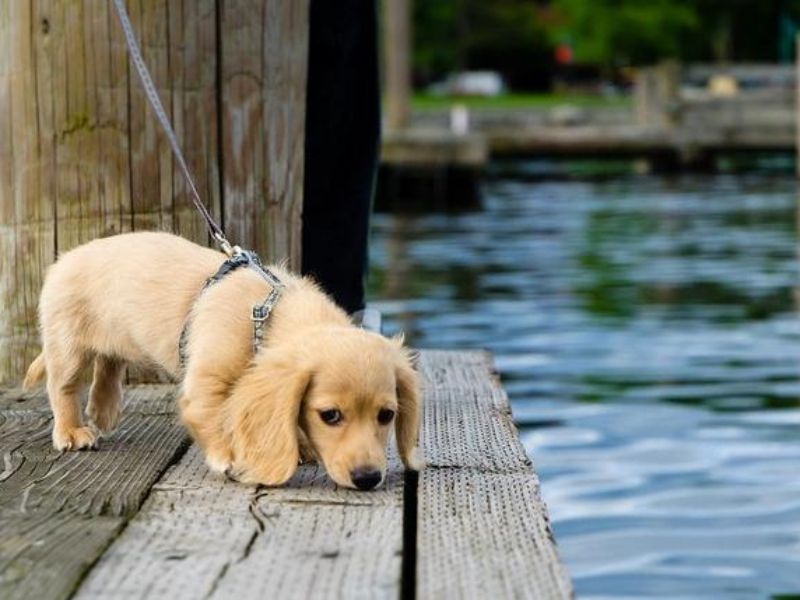 Can Dachshunds Swim? Discover The Truth &Amp; Tips You Need To Know 25 Can Dachshunds Swim