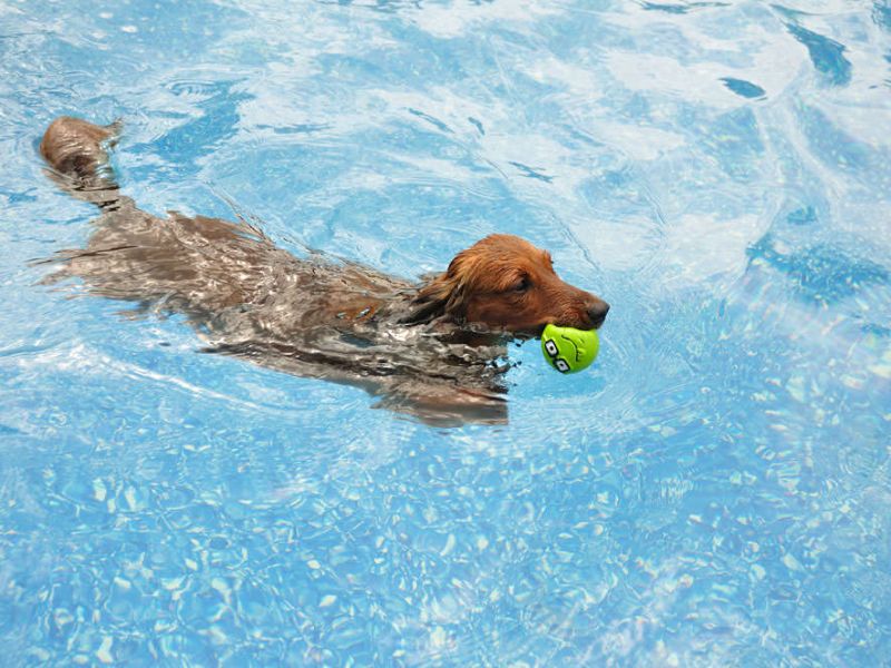 Can Dachshunds Swim? Discover The Truth &Amp; Tips You Need To Know 26 The Benefits Of Dachshunds Swimming