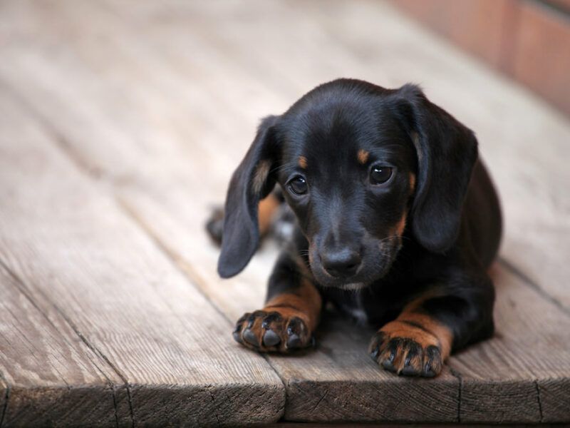 Can Dachshunds Swim? Discover The Truth &Amp; Tips You Need To Know 27 Can Dachshunds Swim