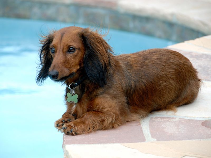 Can Dachshunds Swim? Discover The Truth &Amp; Tips You Need To Know 28 Dachshunds Swimming