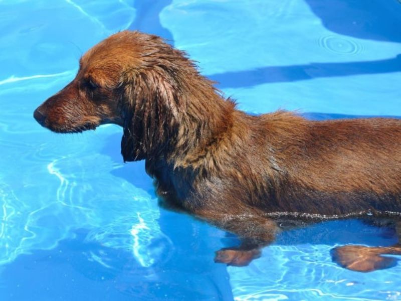 Can Dachshunds Swim? Discover The Truth &Amp; Tips You Need To Know 29 Can Dachshunds Swim