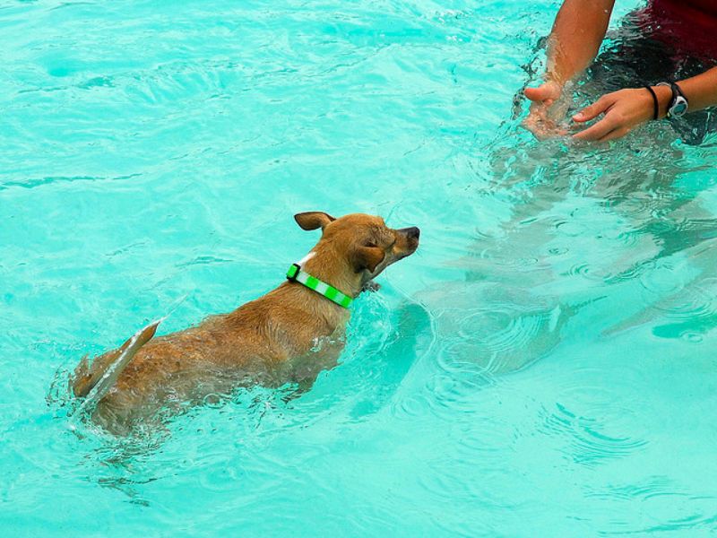 Can Dachshunds Swim? Discover The Truth &Amp; Tips You Need To Know 31 Can Dachshunds Swim