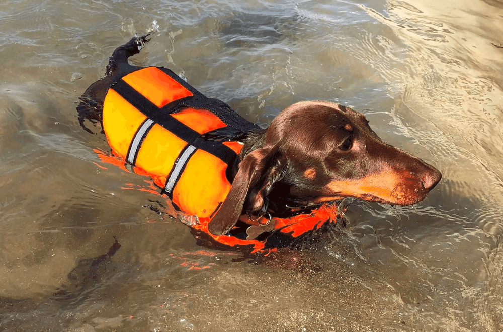 Best life vest for dachshunds best sale