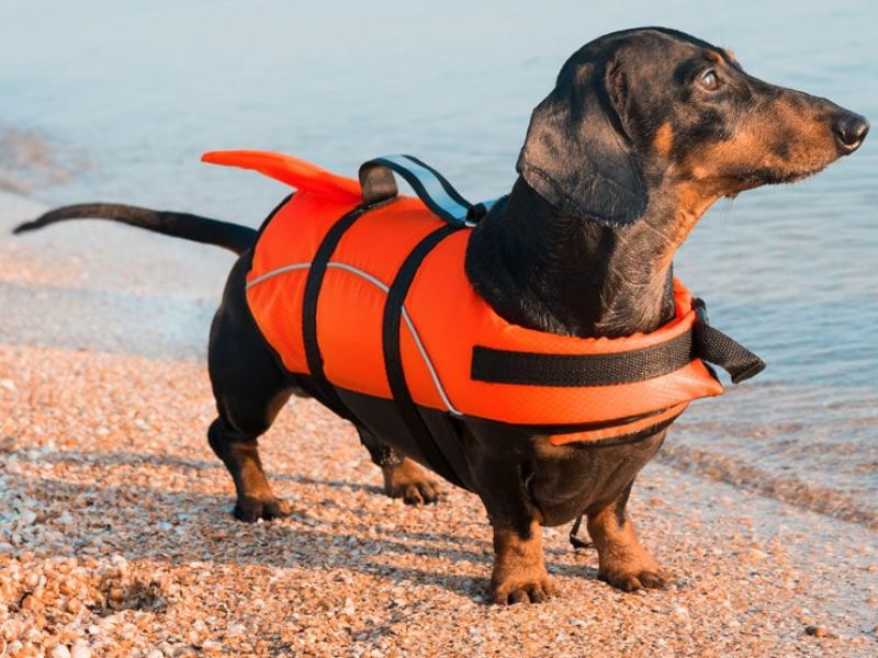 Can Dachshunds Swim? Discover The Truth &Amp; Tips You Need To Know 33 Can Dachshunds Swim