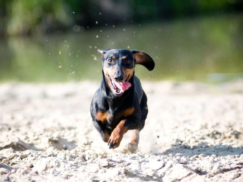 Can Dachshunds Swim? Discover The Truth &Amp; Tips You Need To Know 34 Dachshunds Swimming