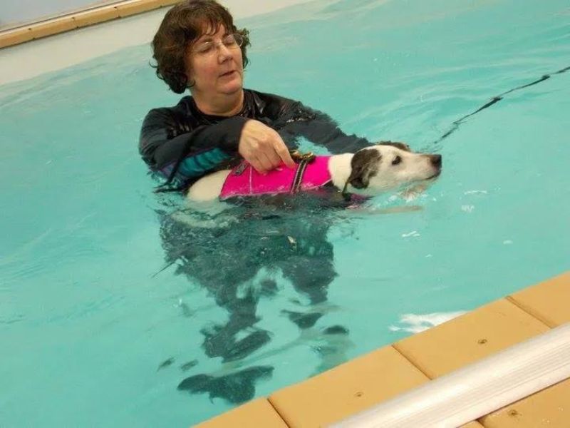 Can Dachshunds Swim? Discover The Truth &Amp; Tips You Need To Know 36 Can Dachshunds Swim