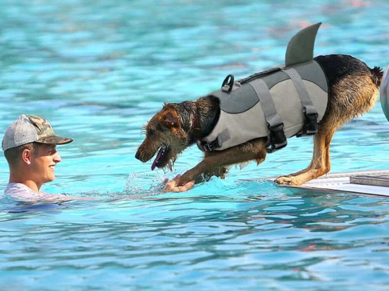Can Dachshunds Swim? Discover The Truth &Amp; Tips You Need To Know 37 Dachshunds Swimming
