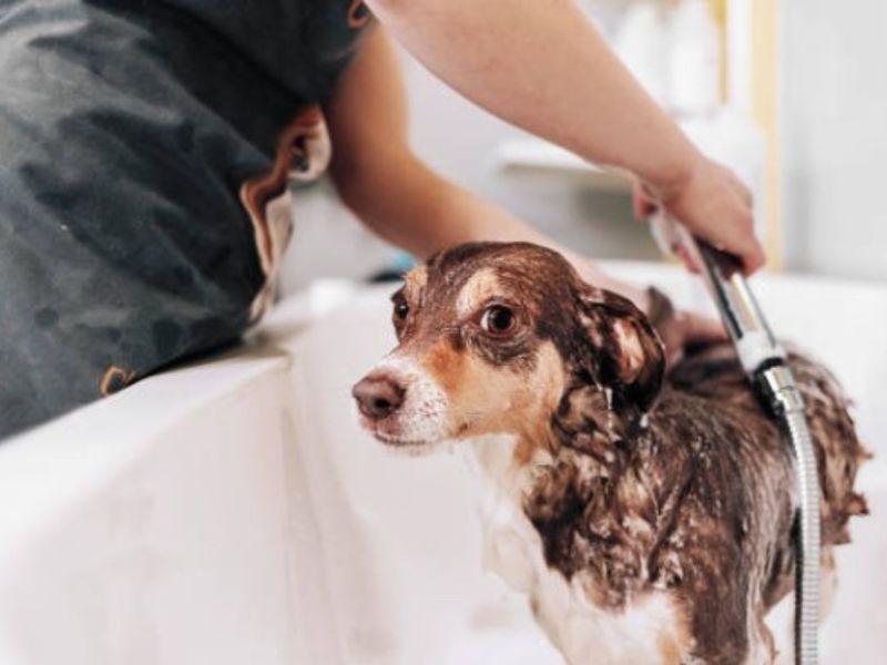 Can Dachshunds Swim? Discover The Truth &Amp; Tips You Need To Know 38 Dachshunds Swimming