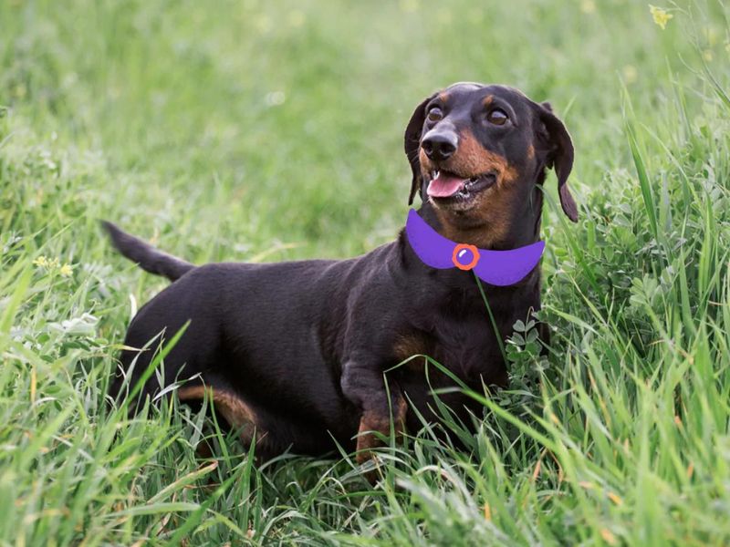 Can Dachshunds Swim? Discover The Truth &Amp; Tips You Need To Know 39 Can Dachshunds Swim